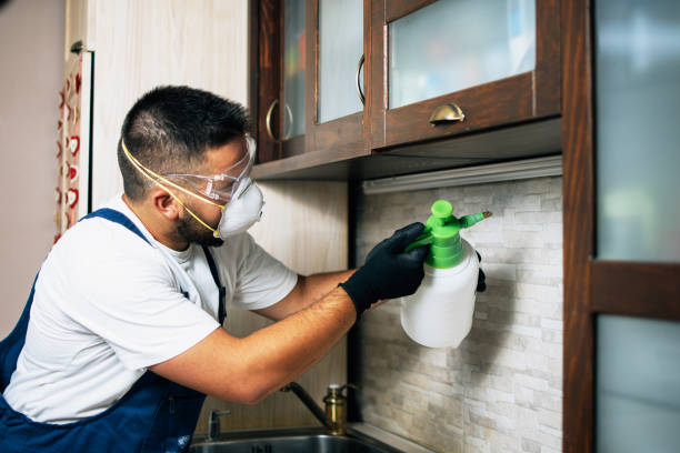 Best Rat Extermination Near Me  in Burr Ridge, IL
