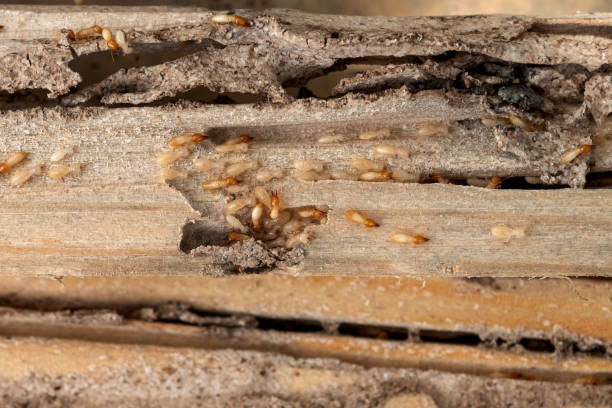 Best Affordable Pest Control Services  in Burr Ridge, IL